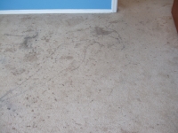 Steam Clean Carpet Before Pictures