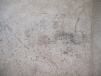 Carpet Stain Closeup Picture